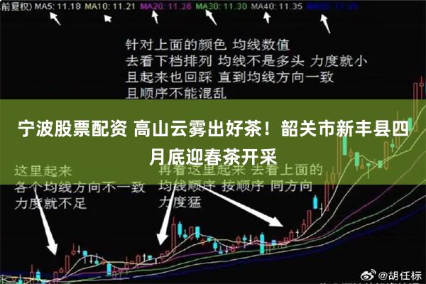宁波股票配资 高山云雾出好茶！韶关市新丰县四月底迎春茶开采