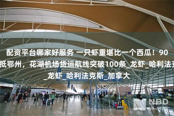 配资平台哪家好服务 一只虾重堪比一个西瓜！90吨活波龙运抵鄂州，花湖机场货运航线突破100条_龙虾_哈利法克斯_加拿大